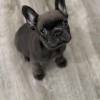Bulldog francese