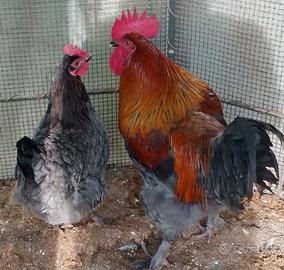 Marans fanno uovo scuro