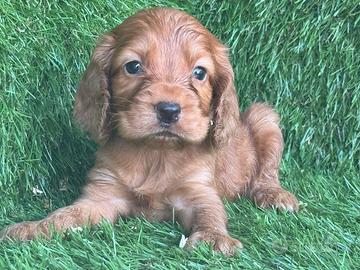 Cocker