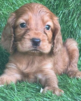 Cocker
