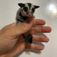 Petauro dello zucchero