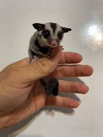 Petauro dello zucchero