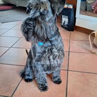 Schnauzer nano nero per accoppiamento
