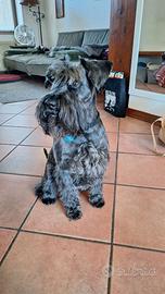 Schnauzer nano nero per accoppiamento