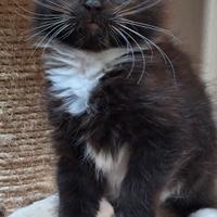 Cuccioli Maine Coon