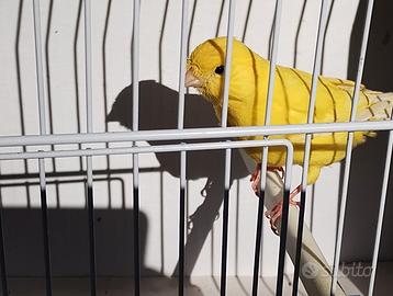 Canarini gialli sassoni e avorio