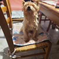 Yorkshire Toy per monta