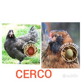 Galline marans e olive egger