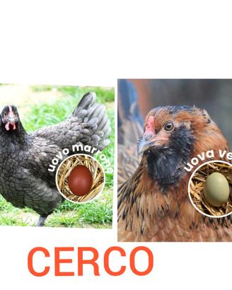Galline marans e olive egger