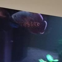 Astronotus Ocellatus
