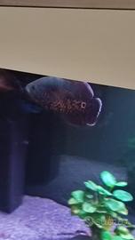 Astronotus Ocellatus