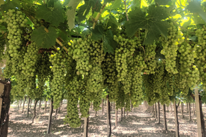 Terreno a 200m dal paese