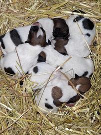 Cuccioli jack russel