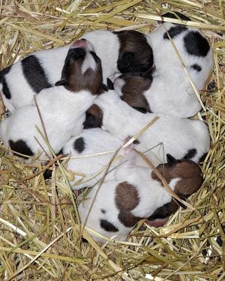 Cuccioli jack russel