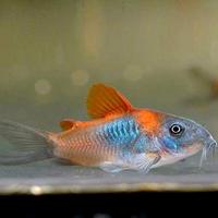Corydoras Orange Venezuela