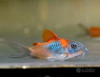 Corydoras Orange Venezuela