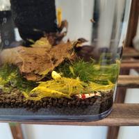 Caridine gambretto yellow golden