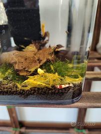 Caridine gambretto yellow golden