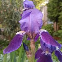 Iris germanica piante