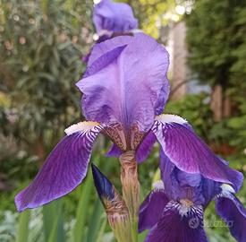 Iris germanica piante