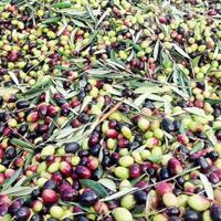 Raccolta olive