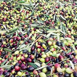 Raccolta olive