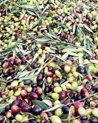 Raccolta olive