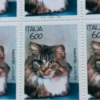 Foglio 50 Francobolli 1993 Ita gatti  Maine Coon