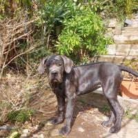 Cane Corso Cucciola