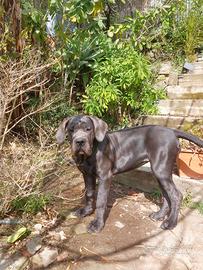 Cane Corso Cucciola