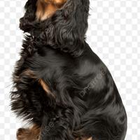 Cocker spaniel