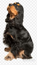 Cocker spaniel