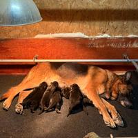 Cuccioli di pastore tedesco