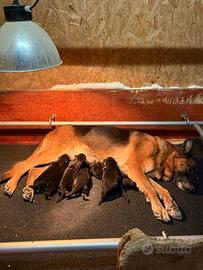 Cuccioli di pastore tedesco
