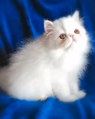Persiani gattini