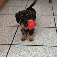 Bassotto Nano Pelo Duro per monta