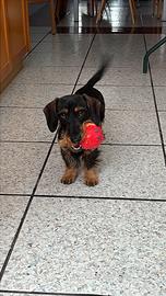 Bassotto Nano Pelo Duro per monta