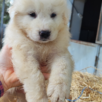 Cuccioli di pastore abruzzese