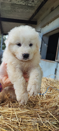 Cuccioli di pastore abruzzese