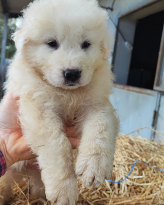 Cuccioli di pastore abruzzese
