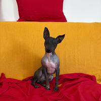 Cane nudo americano pronto per monta