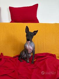 Cane nudo americano pronto per monta