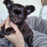 Chihuahua maschietto di piccola taglia