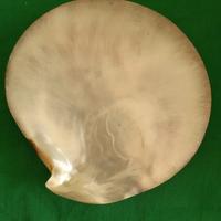 Posacenere conchiglia madreperla diametro 14 cm