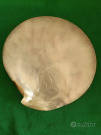 Posacenere conchiglia madreperla diametro 14 cm