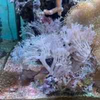 Frag di corallo xenia