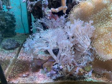 Frag di corallo xenia