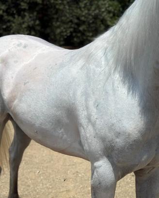 Cavallo