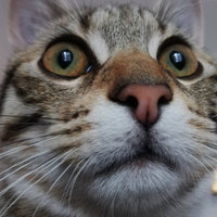 Gatto in adozione