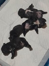 Bulldog francesi